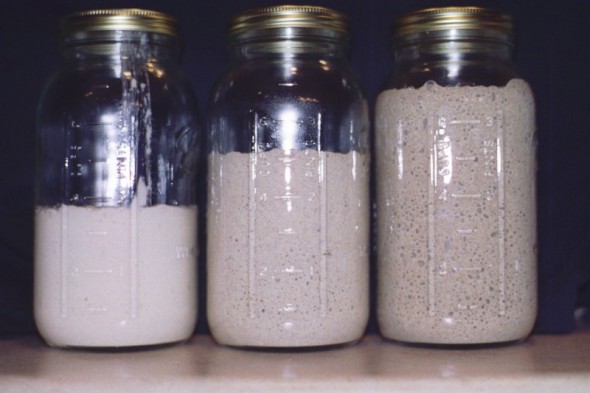 Startup with white to whole wheat