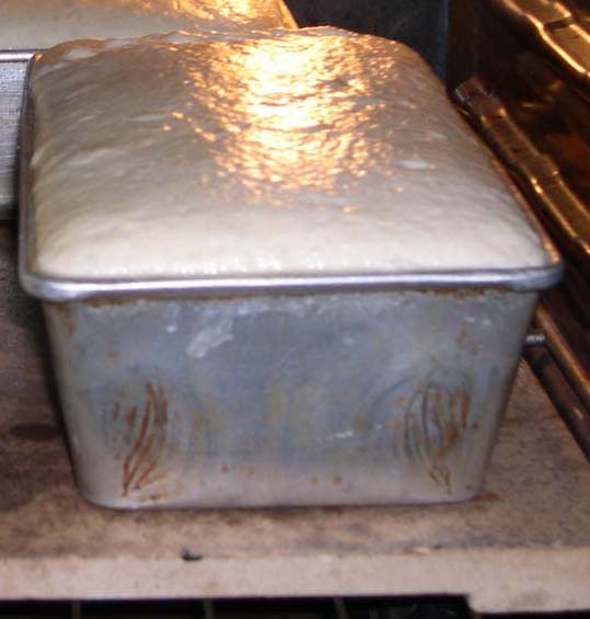 Salt Rising Bread proofed
