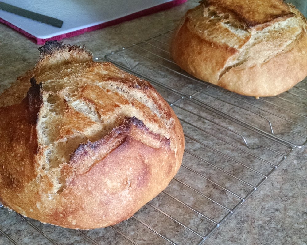 First bake boules: crust shot