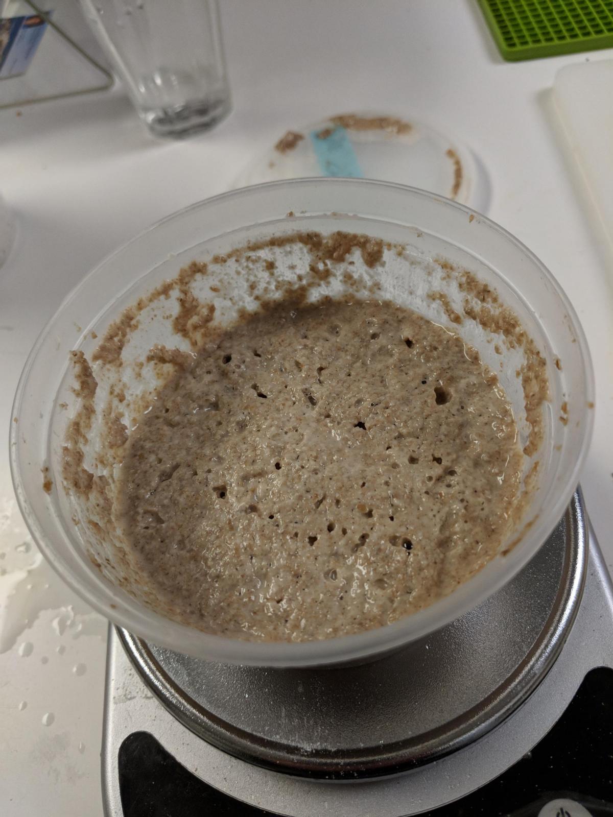 Rye Starter Day 5
