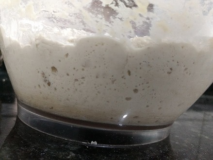 After 12 hours of bulk-fermentation