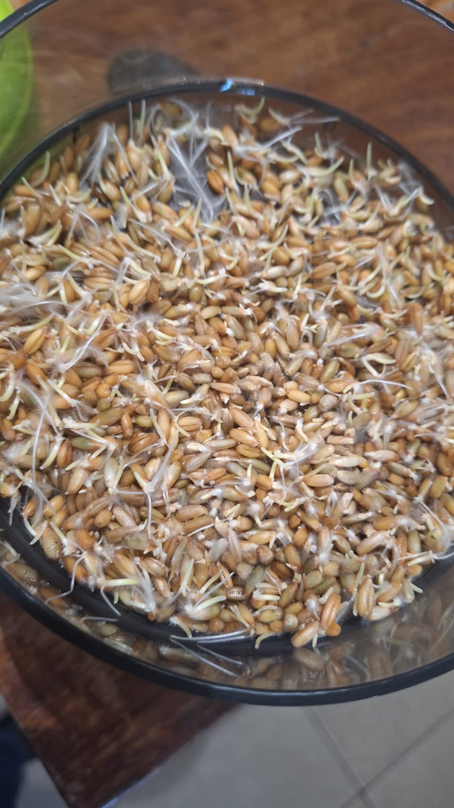 Sprouts waiting to pulp