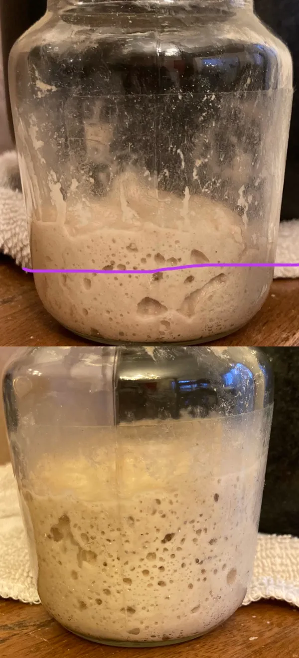Two images of sourdough starter.
