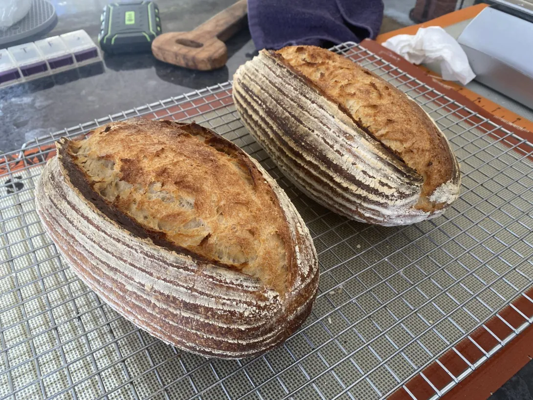 Two 750 g sourdough loaves.