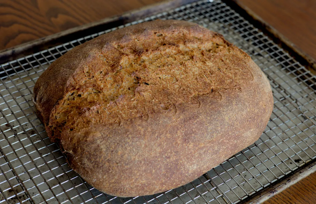 A poorly shaped batard on a cooling rack.